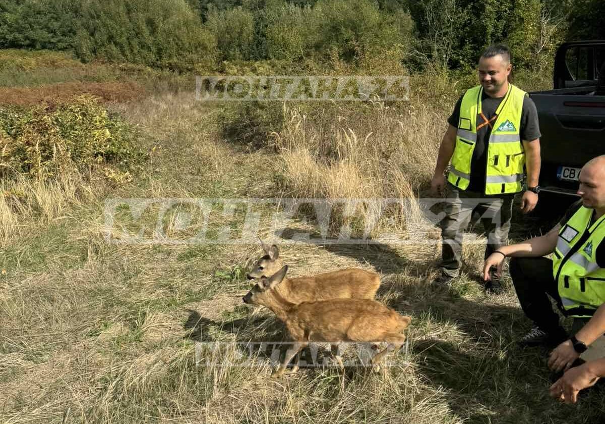 Пуснаха на свобода малки сърни, отглеждани в селскостопанска постройка